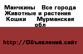 Манчкины - Все города Животные и растения » Кошки   . Мурманская обл.